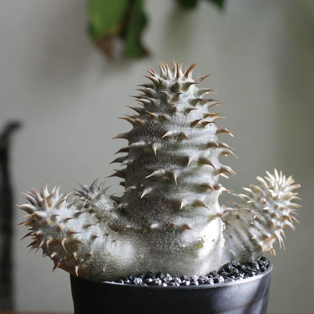 パキポディウム　ブレビカリックス実生4年目　セラアート3寸ロング鉢　塊根植物