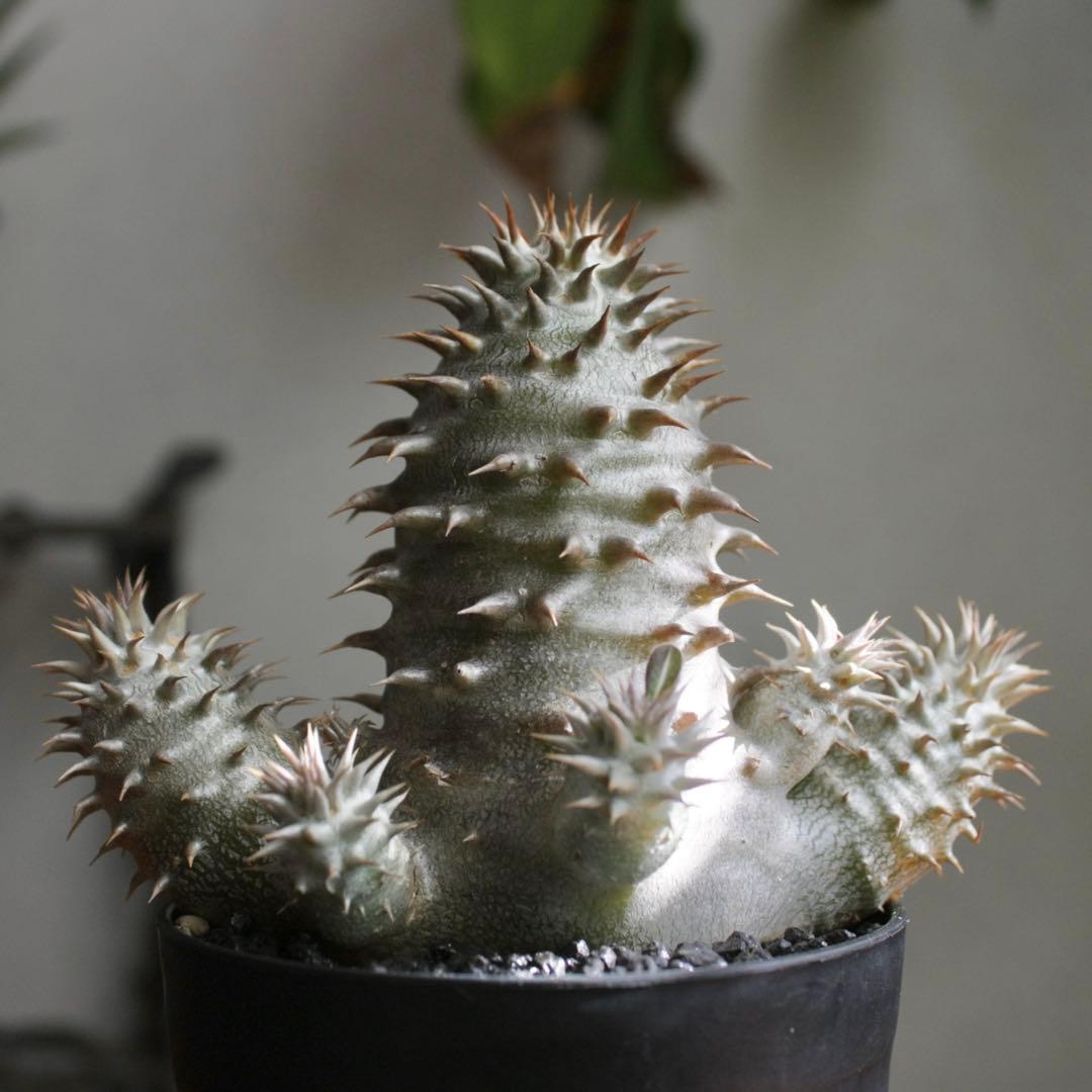 パキポディウム　ブレビカリックス実生4年目　セラアート3寸ロング鉢　塊根植物