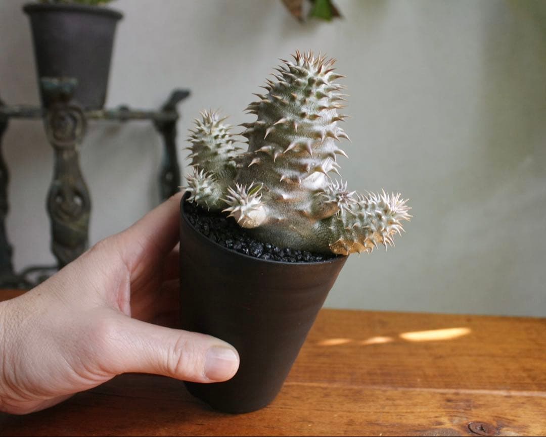 パキポディウム　ブレビカリックス実生4年目　セラアート3寸ロング鉢　塊根植物