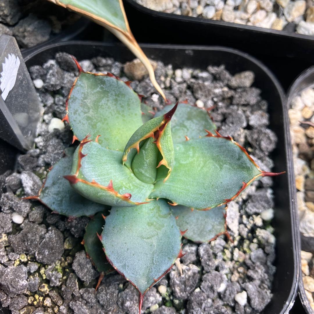 バーントバーガンディ×イシスメンシス　アガベ