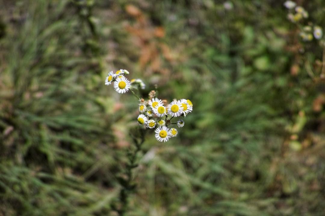 SIGMA DP2m ※ストロボとクローズアップレンズなし。