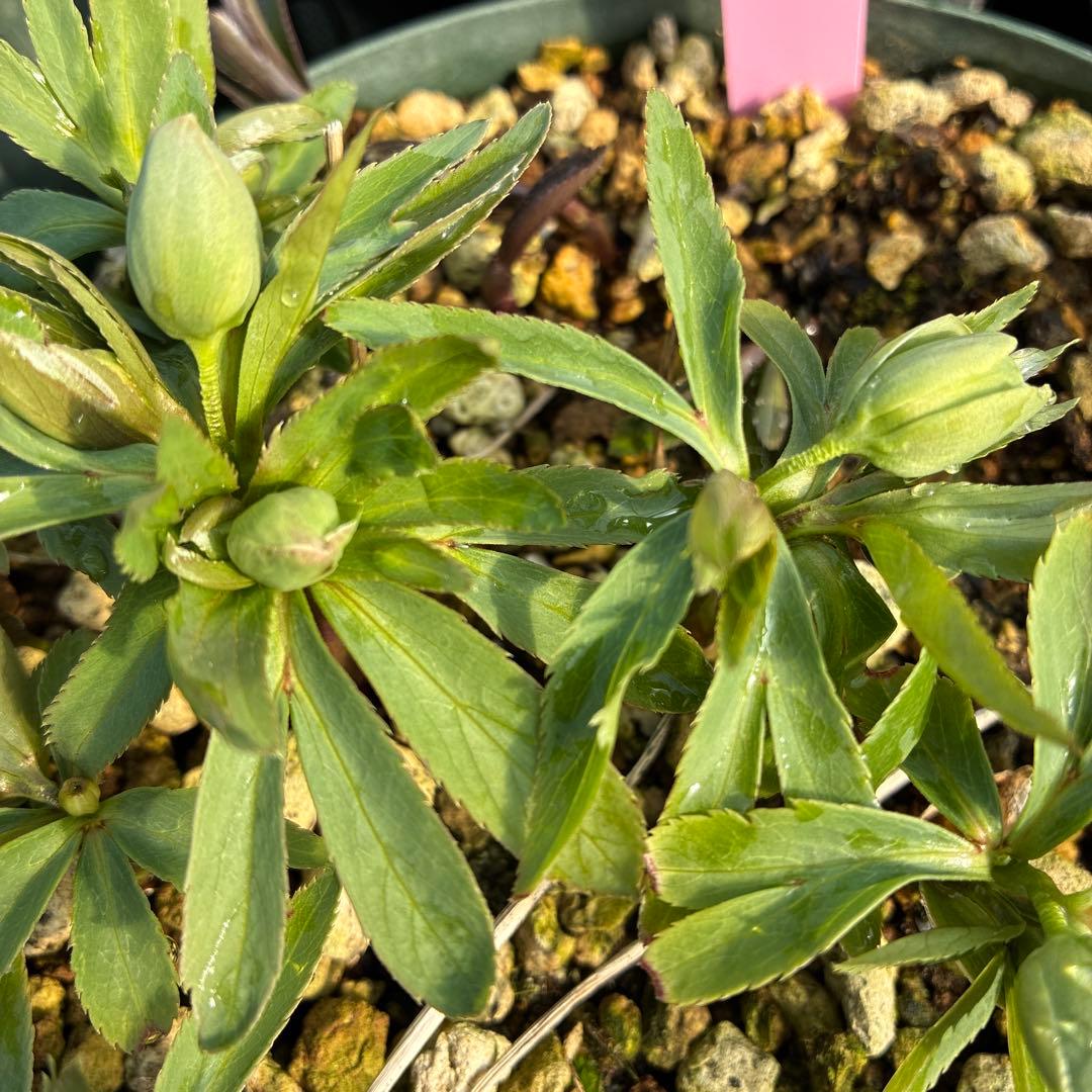 ⑧クリスマスローズ　白抜け　デュメトラム　６寸