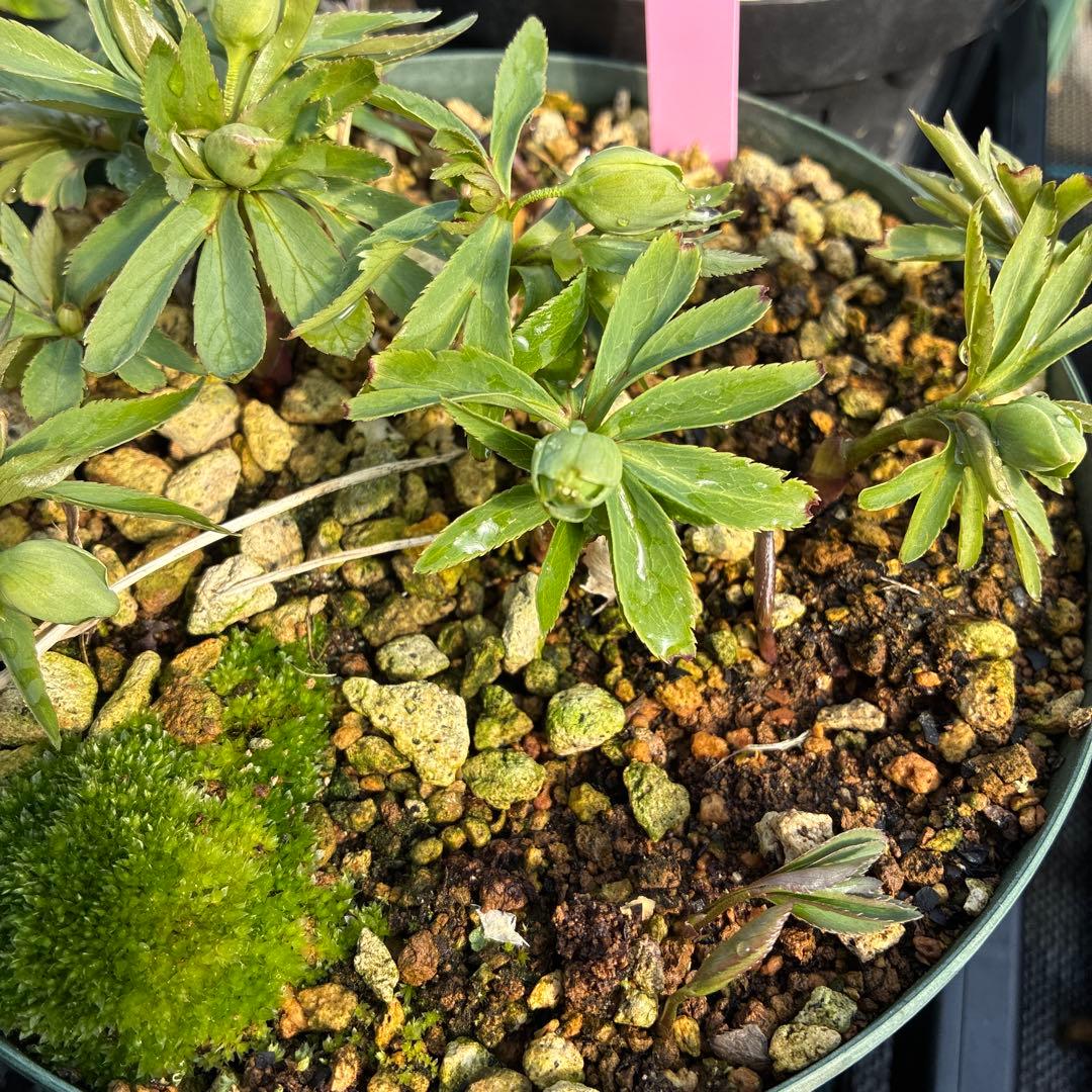 ⑧クリスマスローズ　白抜け　デュメトラム　６寸