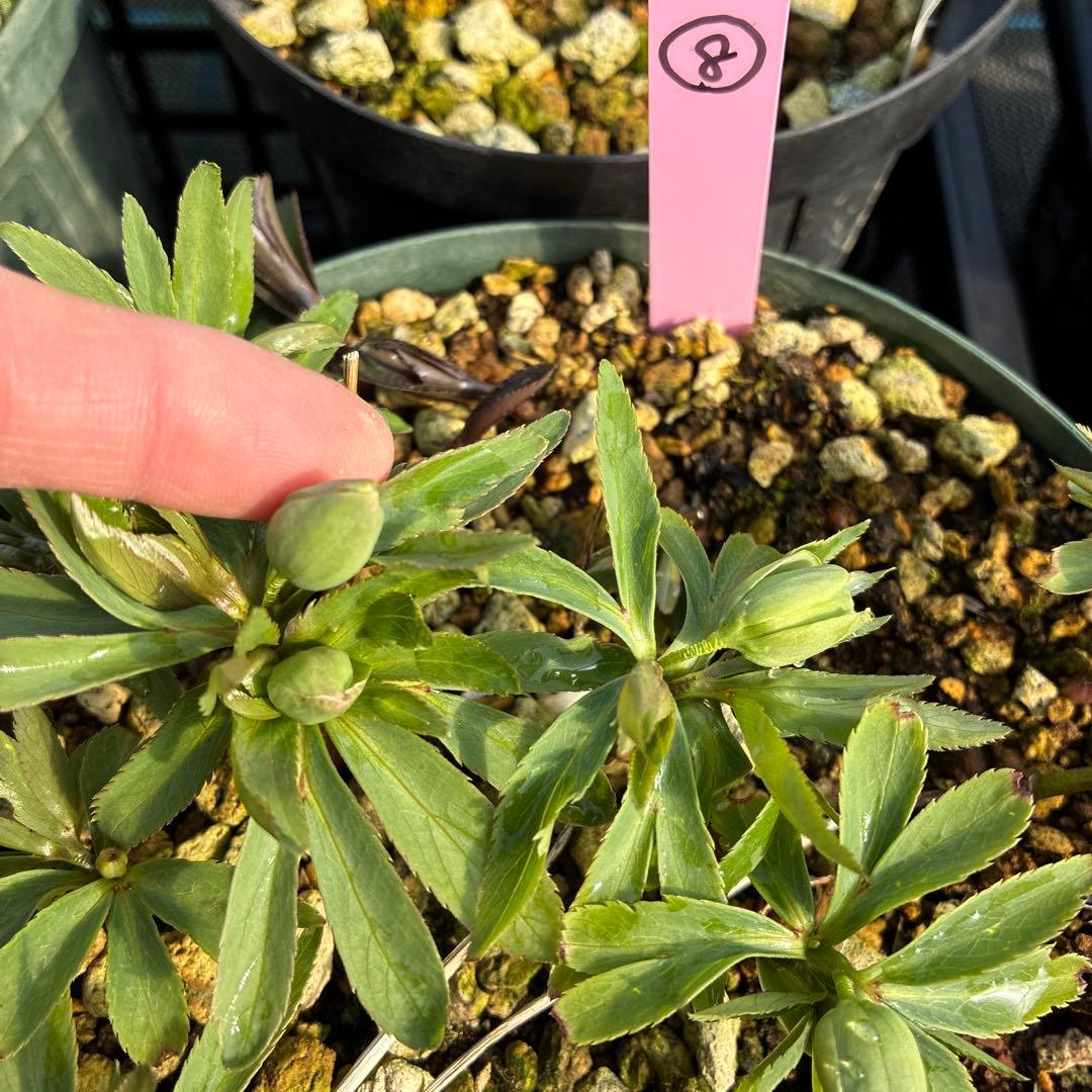 ⑧クリスマスローズ　白抜け　デュメトラム　６寸