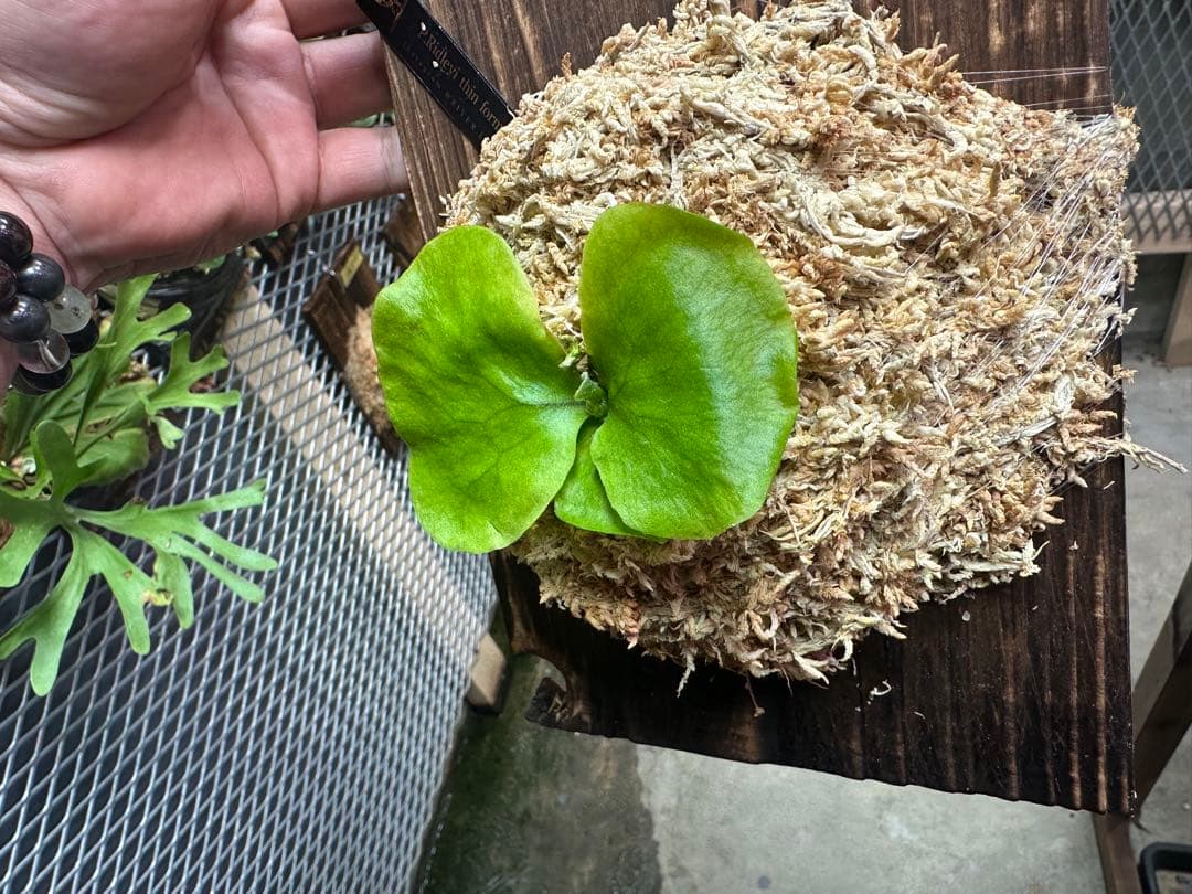 ビカクシダ P.Ridleyi thin form