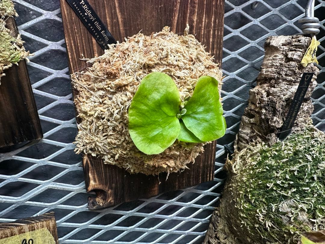 ビカクシダ P.Ridleyi thin form