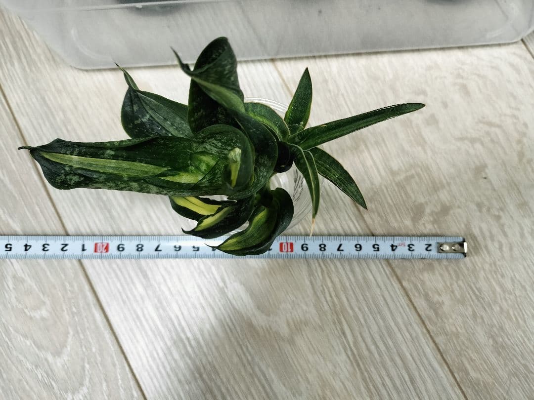 【まとめ売り】サンセベリアハイブリッド7株セット（バリースター他）