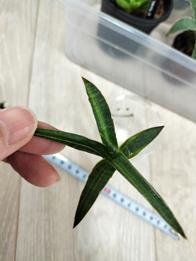 【まとめ売り】サンセベリアハイブリッド7株セット（バリースター他）