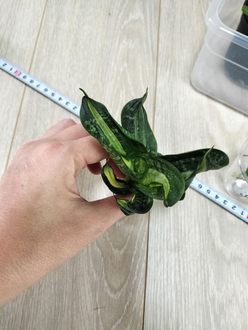 【まとめ売り】サンセベリアハイブリッド7株セット（バリースター他）