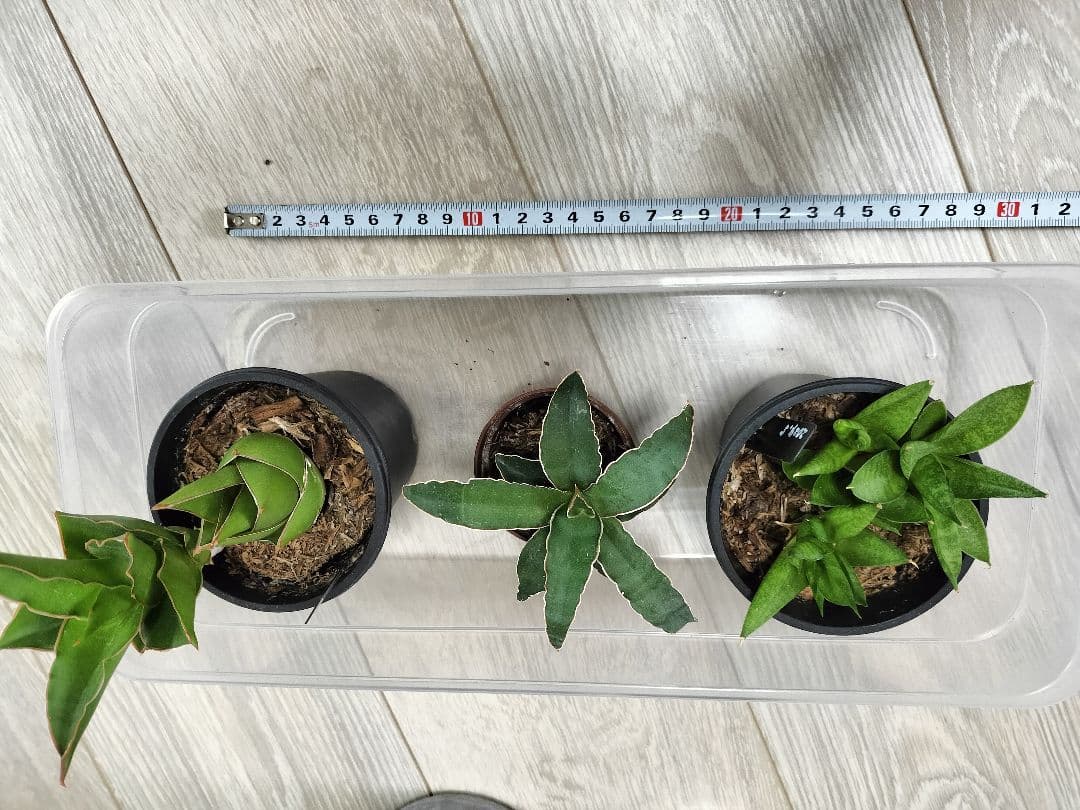 【まとめ売り】サンセベリアハイブリッド7株セット（バリースター他）