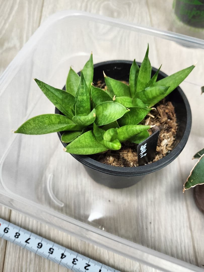 【まとめ売り】サンセベリアハイブリッド7株セット（バリースター他）