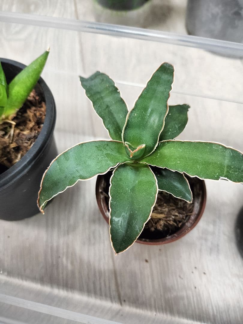 【まとめ売り】サンセベリアハイブリッド7株セット（バリースター他）