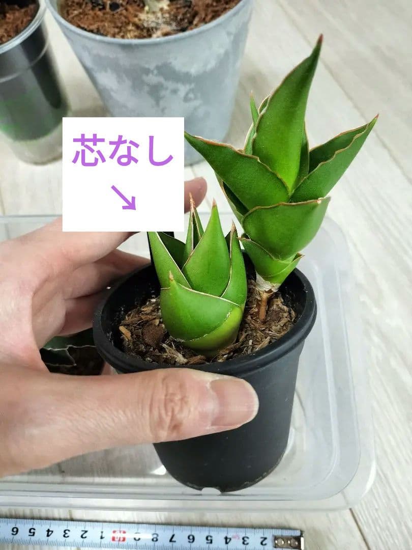 【まとめ売り】サンセベリアハイブリッド7株セット（バリースター他）