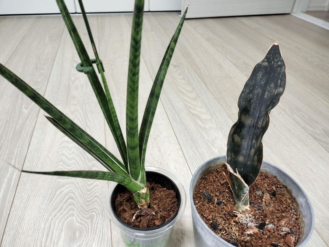 【まとめ売り】サンセベリアハイブリッド7株セット（バリースター他）