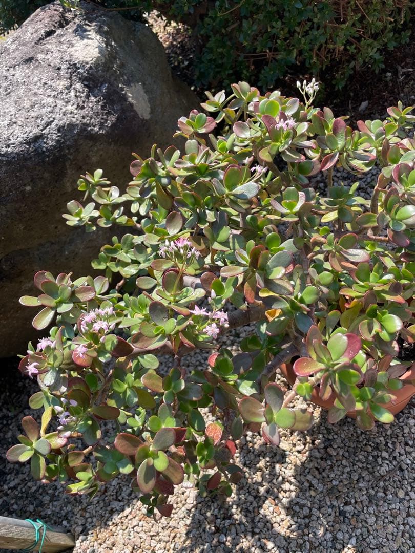 【お買得】金のなる木 カネノナルキ グリーン ピンク 花 観葉植物 多肉植物