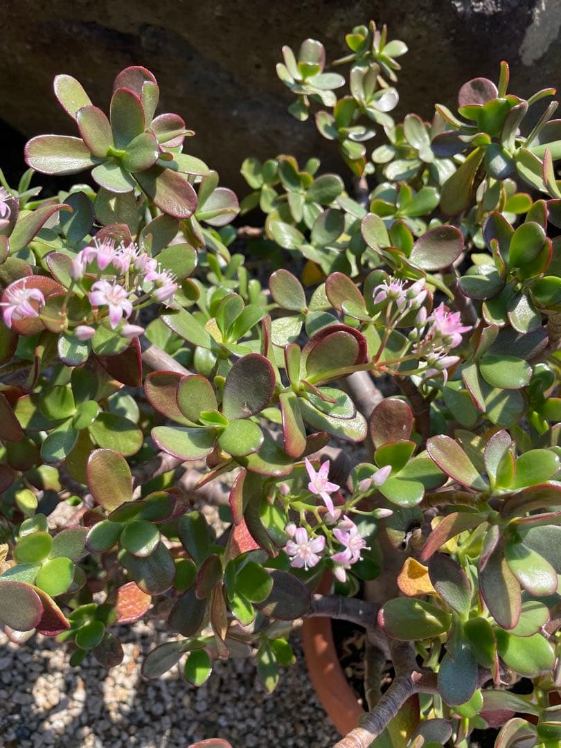 【お買得】金のなる木 カネノナルキ グリーン ピンク 花 観葉植物 多肉植物