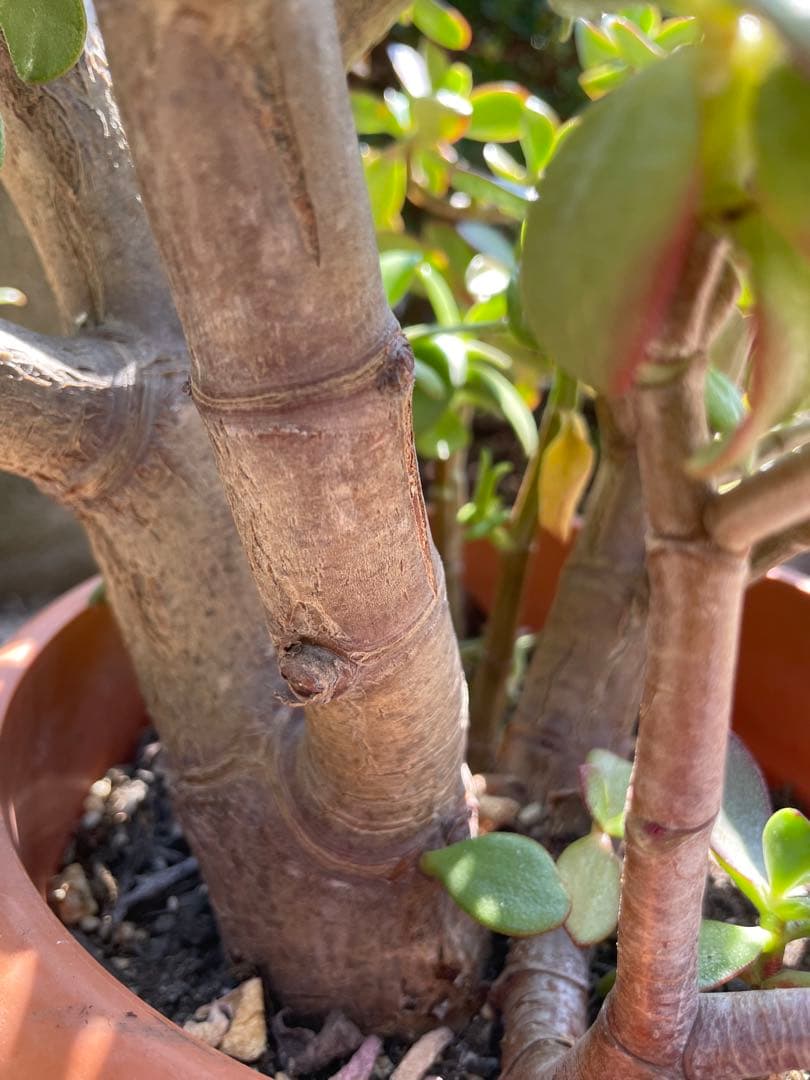 【お買得】金のなる木 カネノナルキ グリーン ピンク 花 観葉植物 多肉植物