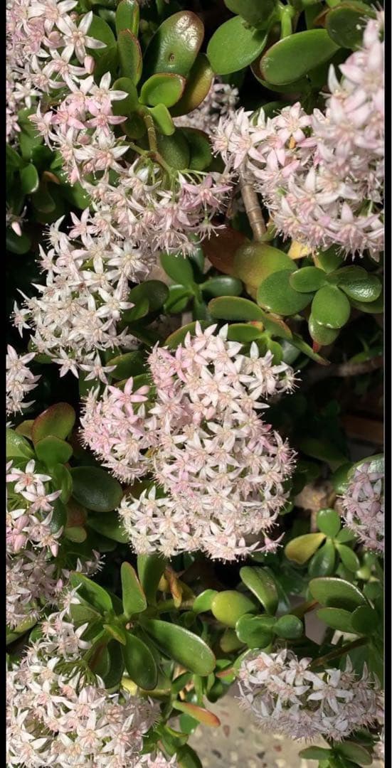 【お買得】金のなる木 カネノナルキ グリーン ピンク 花 観葉植物 多肉植物