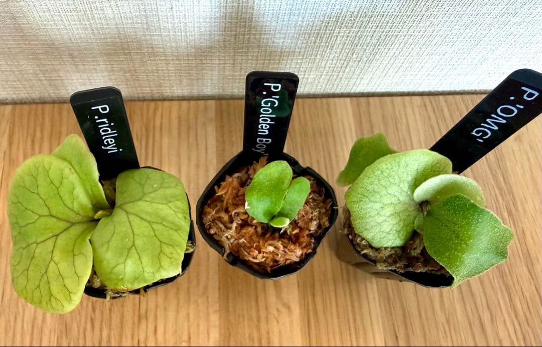 ビカクシダ　セット　金童　OMG　リドレイ