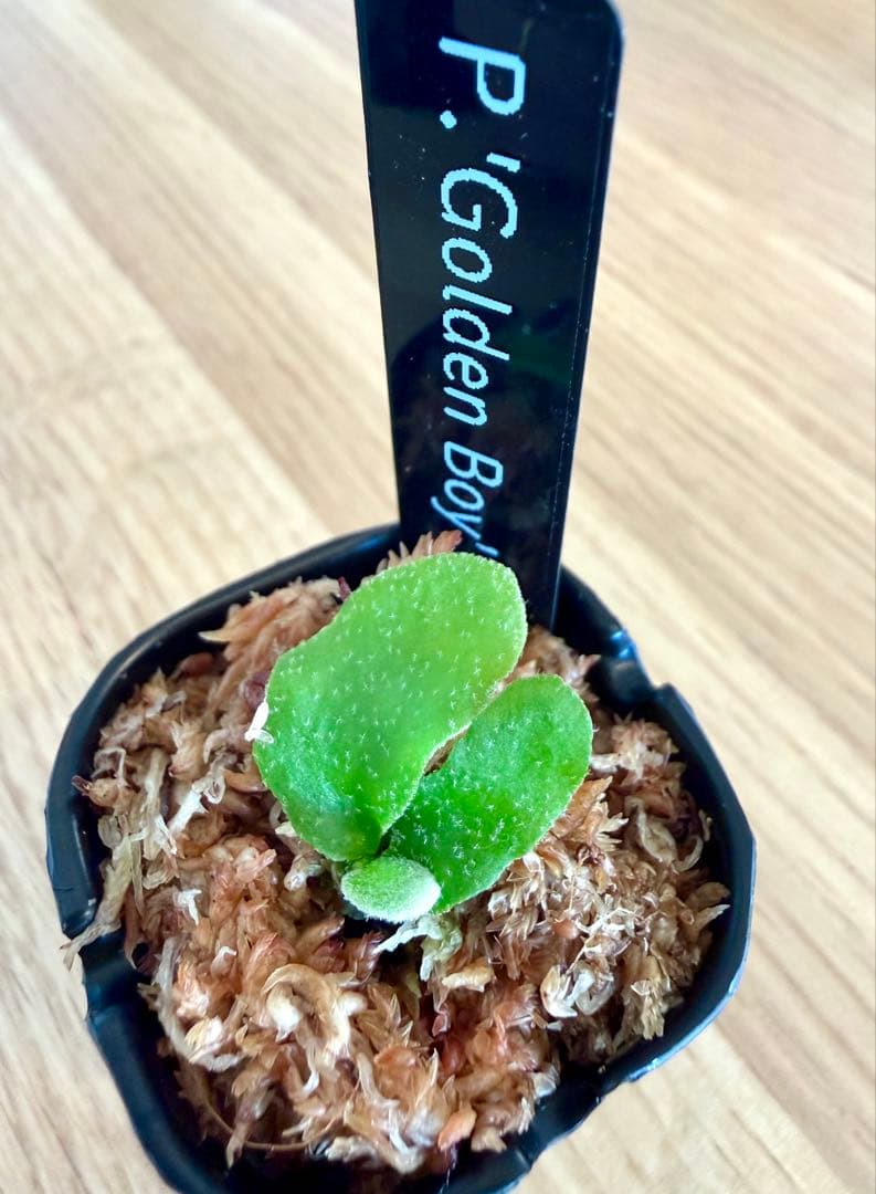 ビカクシダ　セット　金童　OMG　リドレイ