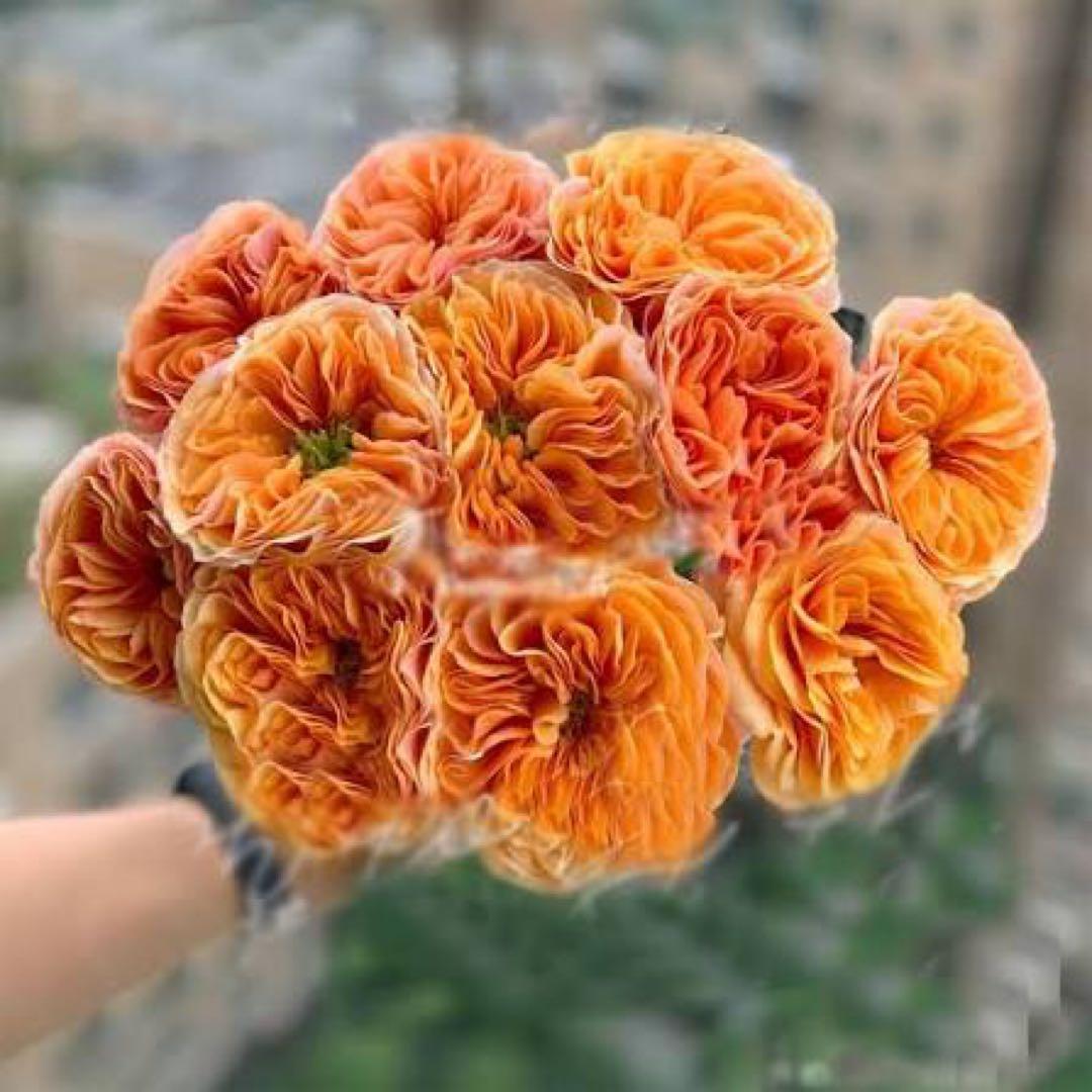 新接ぎ木した物 South♡park