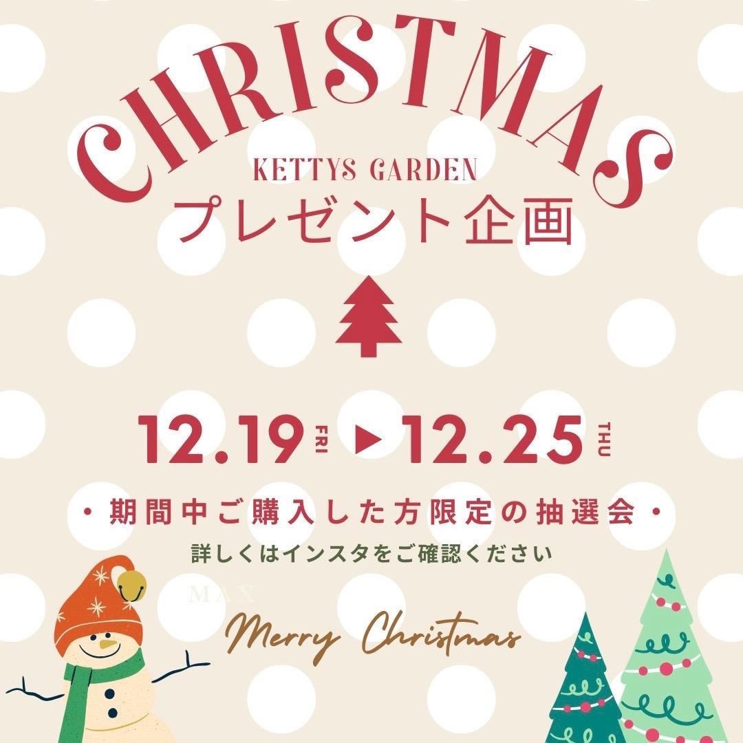 P. willinckii ’Jenny’ TC 4001