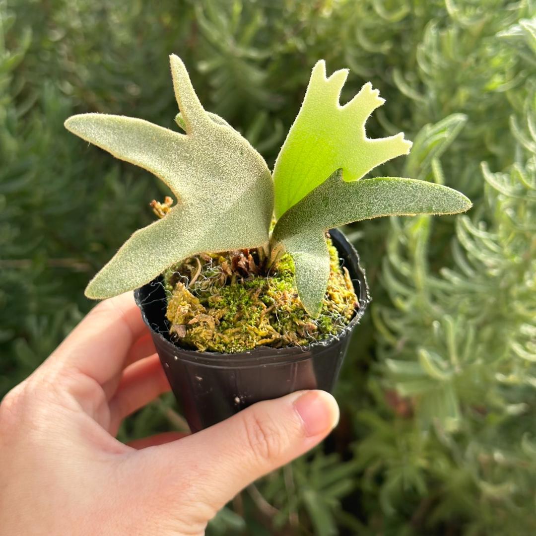 P. willinckii ’Jenny’ TC 4001