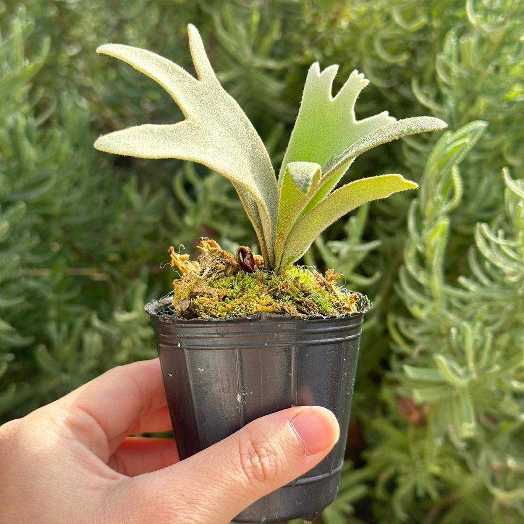 P. willinckii ’Jenny’ TC 4001