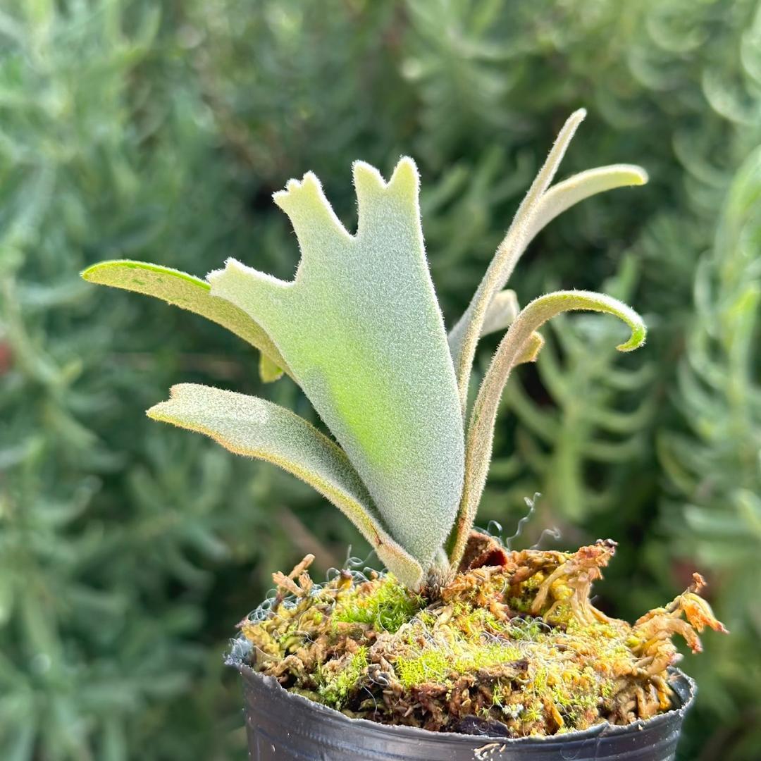 P. willinckii ’Jenny’ TC 4001