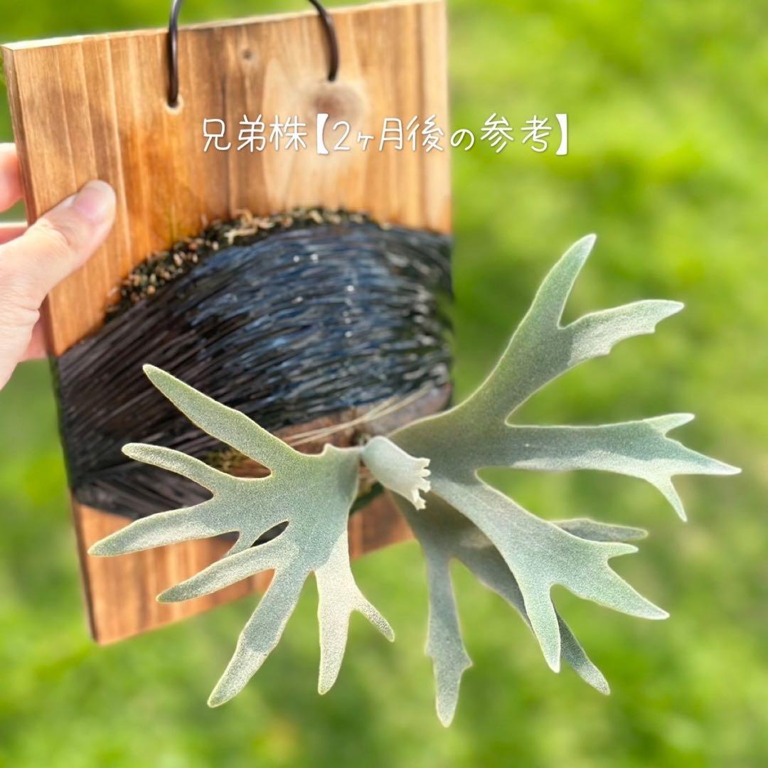 P. willinckii ’Jenny’ TC 4001