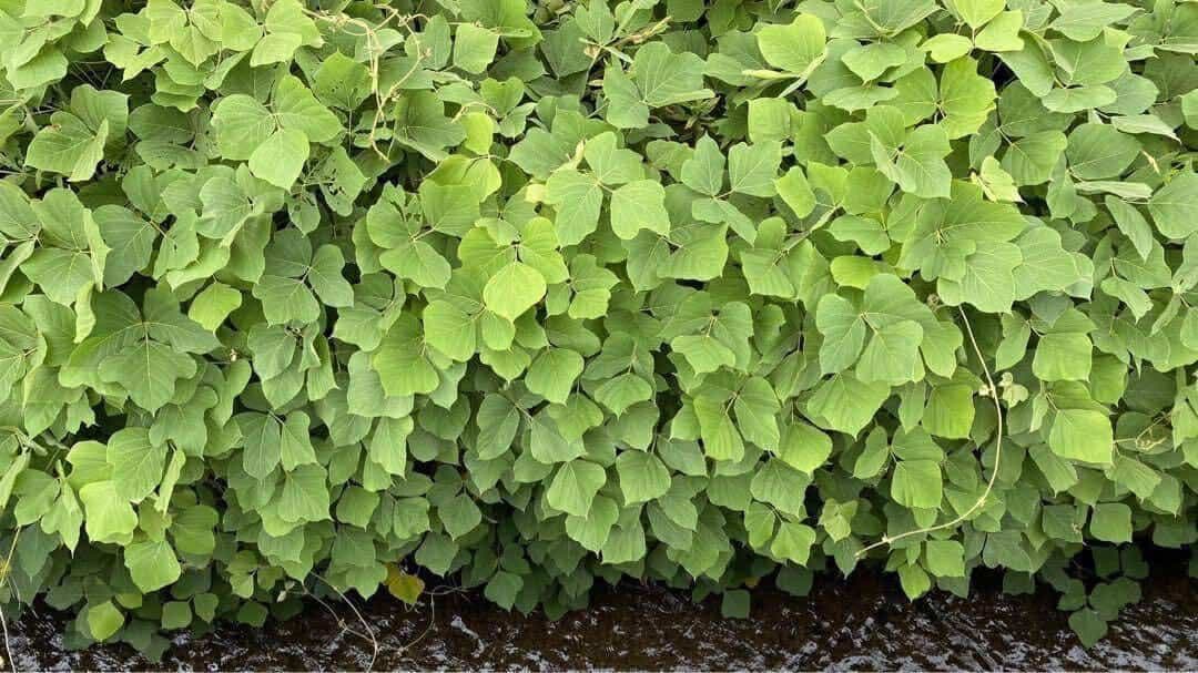 KUZU-64 葛糸*5kg　くず糸　撚り糸　手編み・手織り用糸　ラオス産