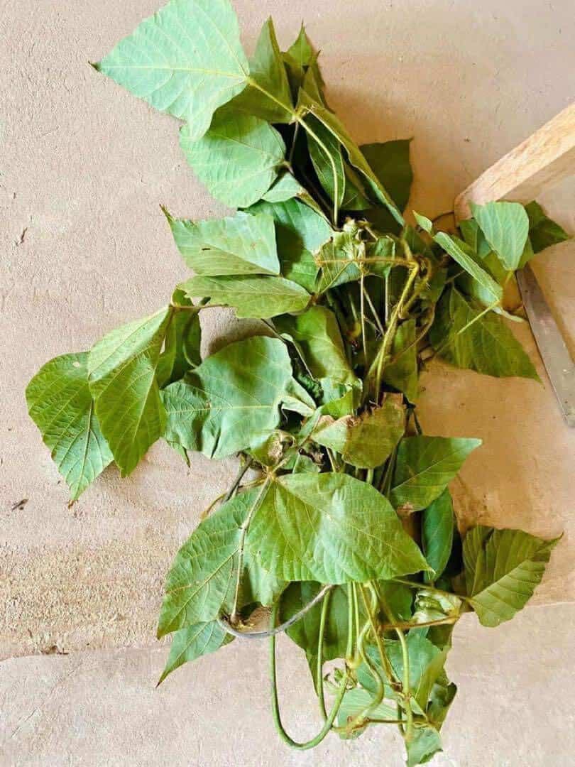 KUZU-64 葛糸*5kg　くず糸　撚り糸　手編み・手織り用糸　ラオス産