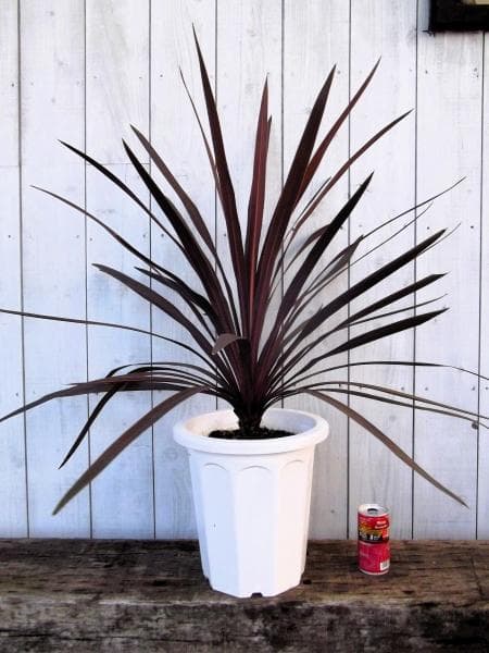 現物「コルジリネ・オーストラリス・レッドスター」８号　Red Star