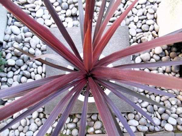 現物「コルジリネ・オーストラリス・レッドスター」８号　Red Star