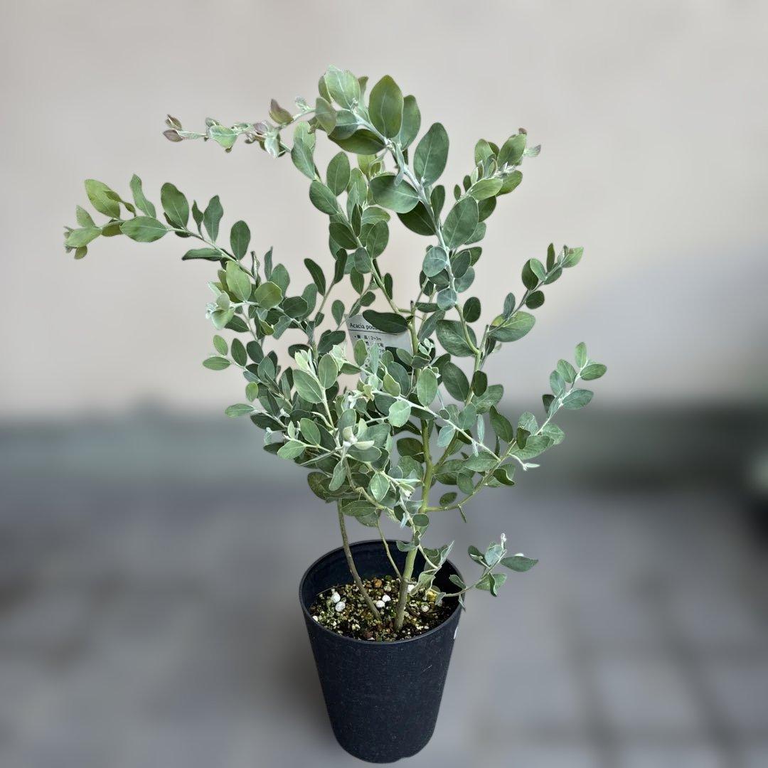 パールアカシア（真珠葉ミモザ）正規仕入れ品　新苗15