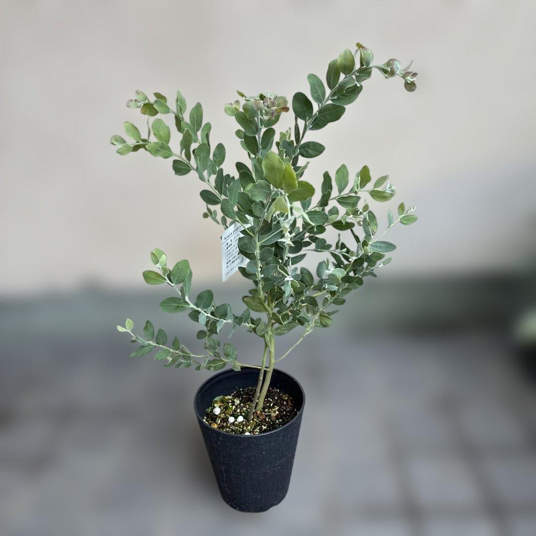 パールアカシア（真珠葉ミモザ）正規仕入れ品　新苗15