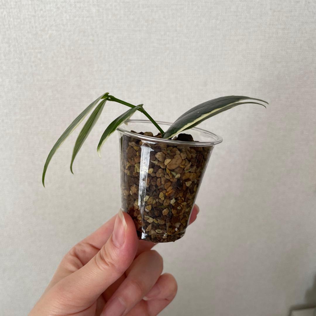 【匿名配送】ホヤ ポリネウラ 外斑2