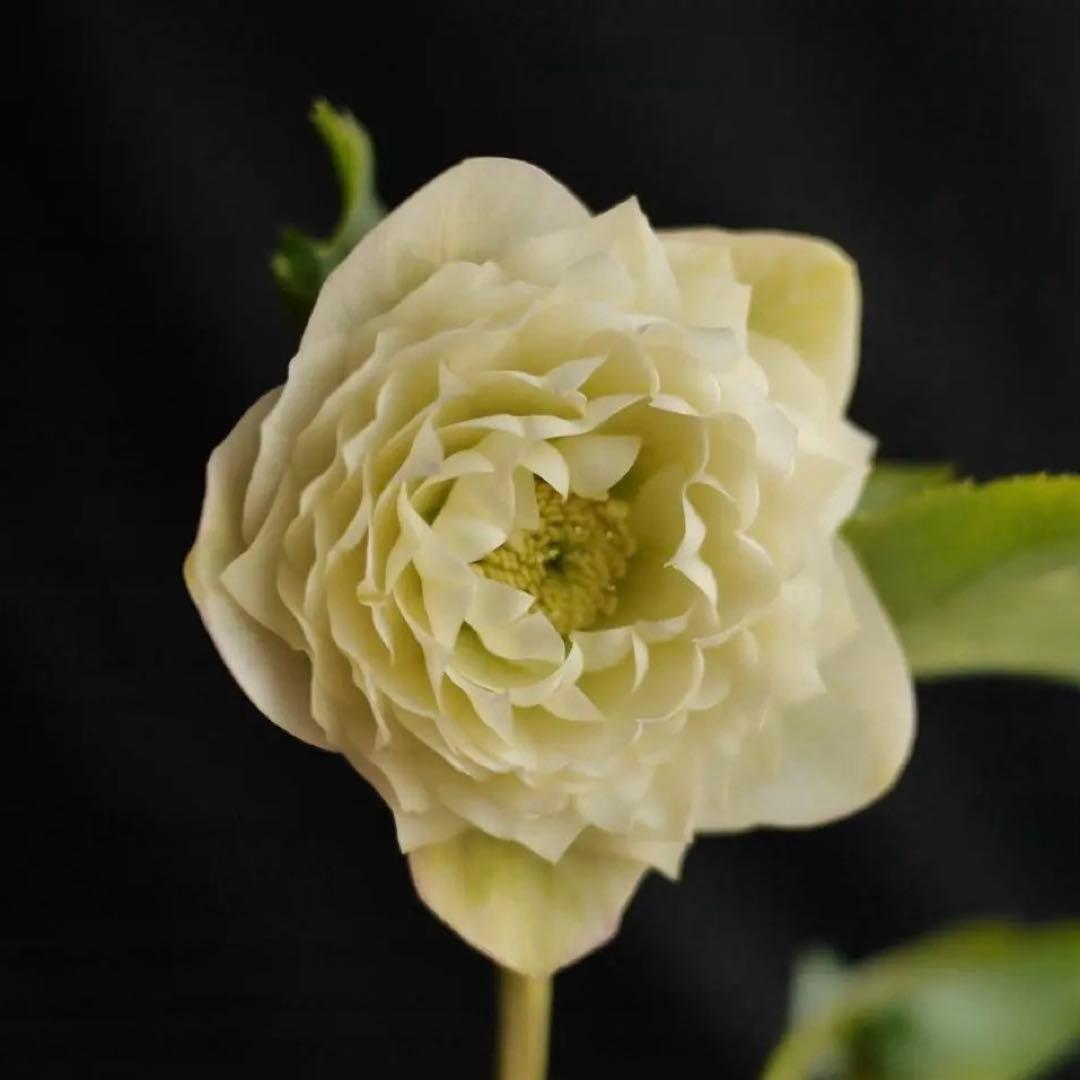 超多弁ホワイトアフロhyb クリスマスローズ　開花株