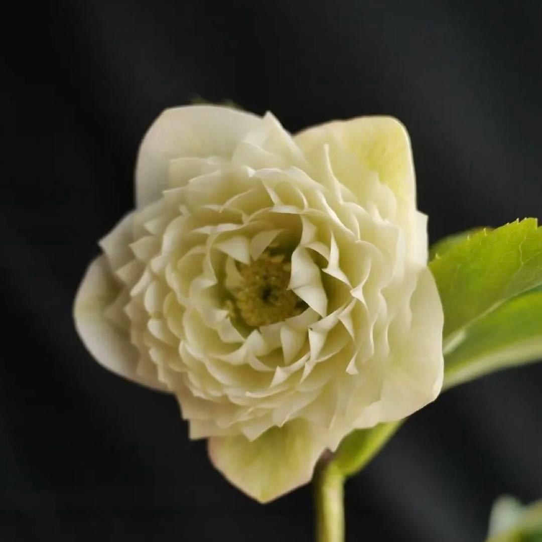 超多弁ホワイトアフロhyb クリスマスローズ　開花株