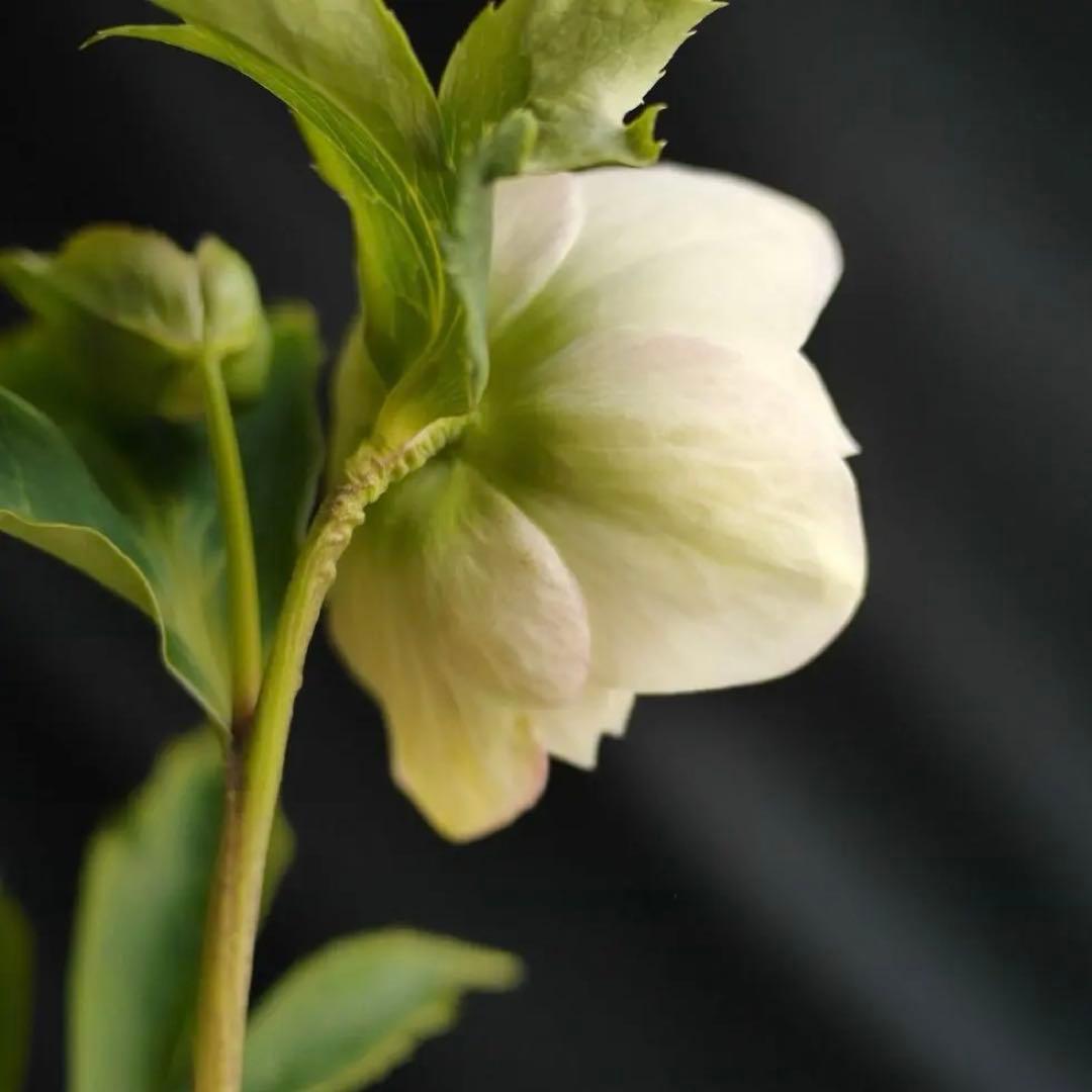 超多弁ホワイトアフロhyb クリスマスローズ　開花株