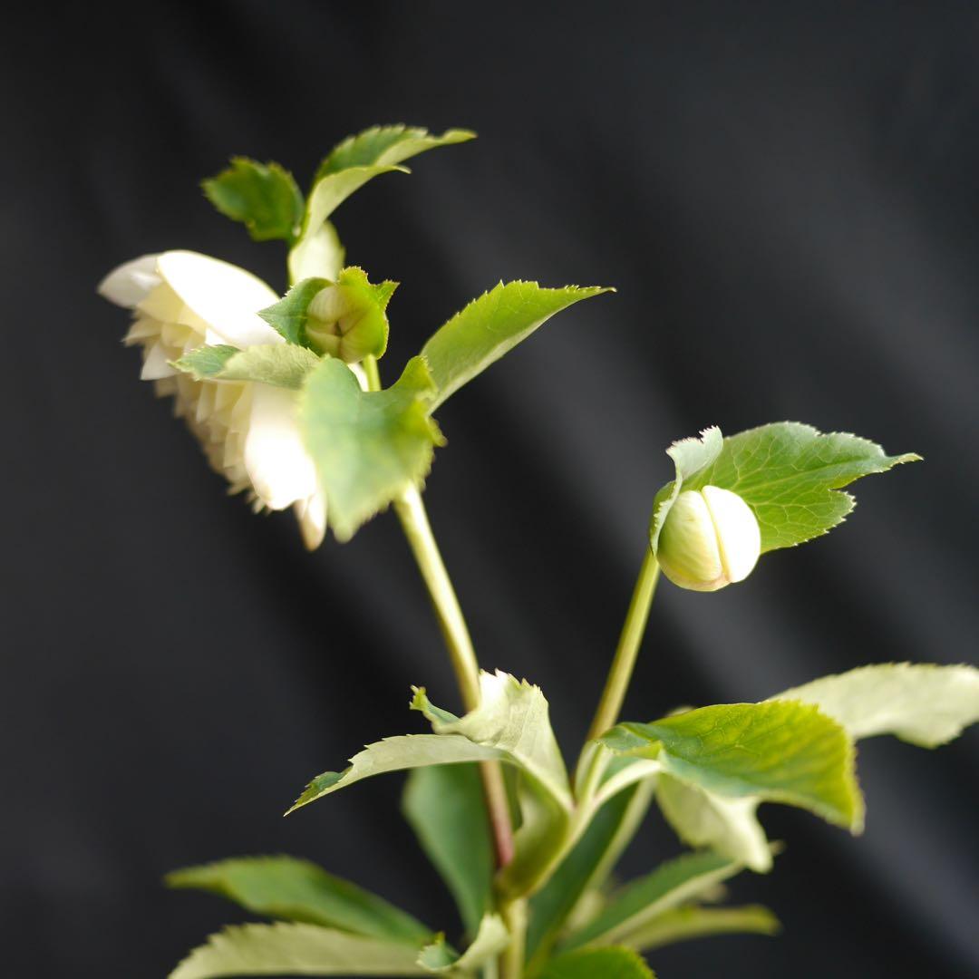 超多弁ホワイトアフロhyb クリスマスローズ　開花株