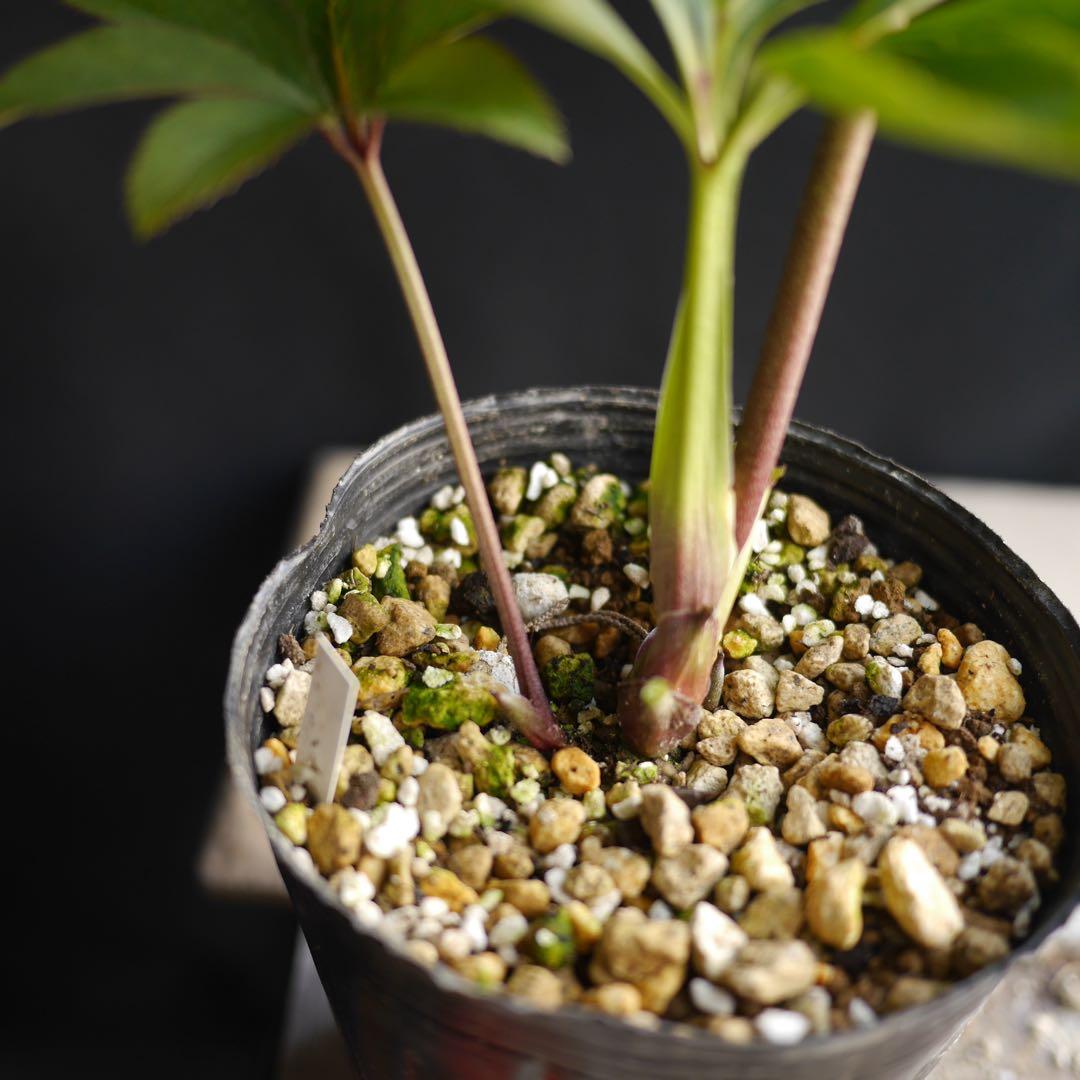 超多弁ホワイトアフロhyb クリスマスローズ　開花株