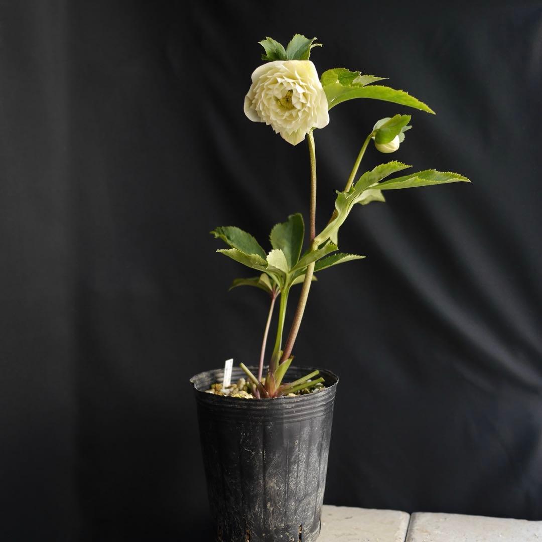 超多弁ホワイトアフロhyb クリスマスローズ　開花株