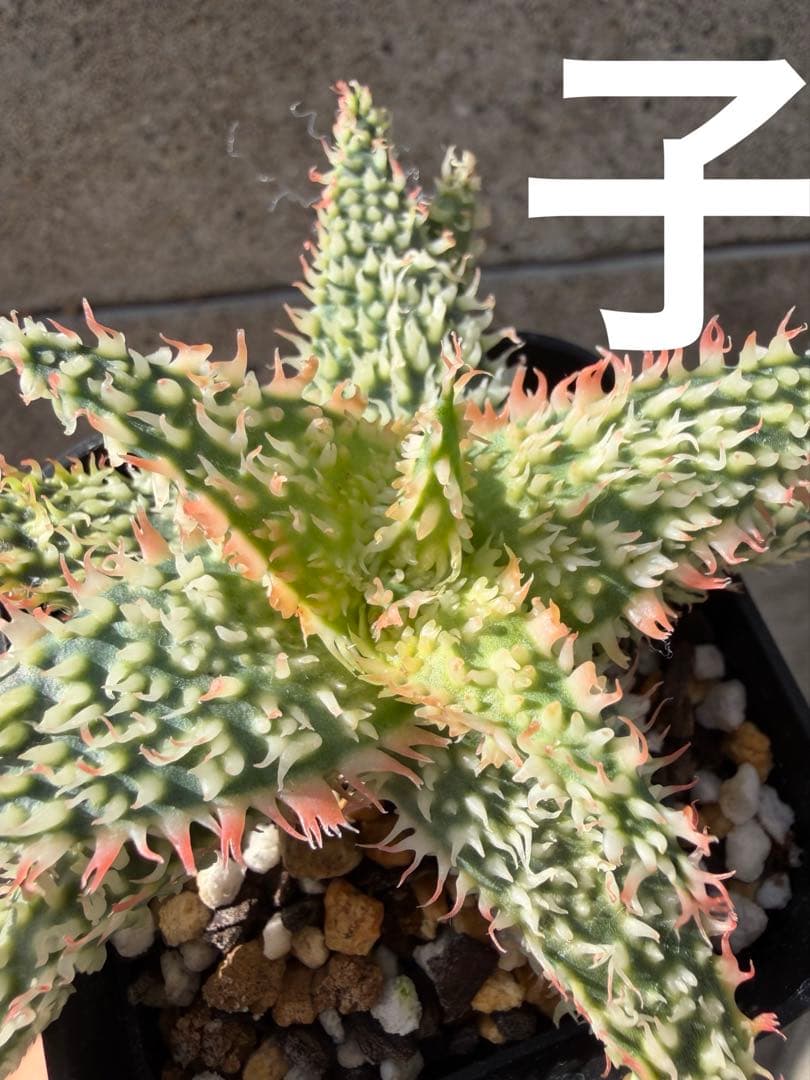 アロエ　ハイブリッド　Aloe hybrid“Lion Claw 子株　第四種