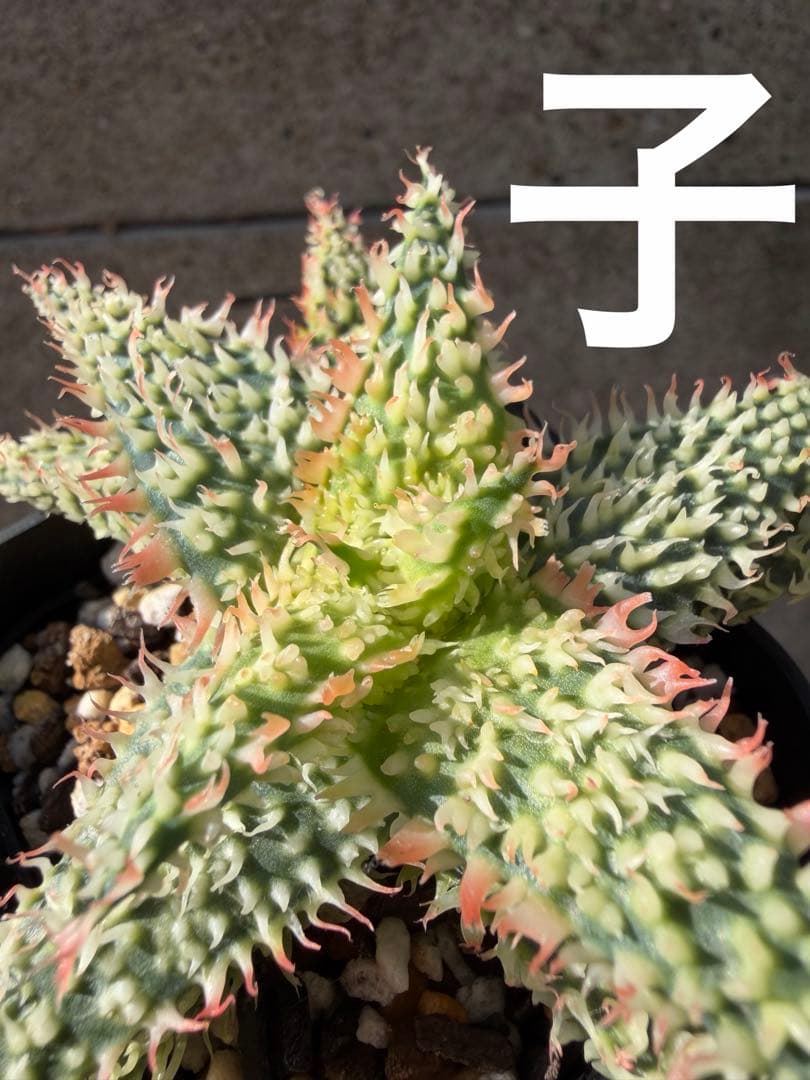 アロエ　ハイブリッド　Aloe hybrid“Lion Claw 子株　第四種