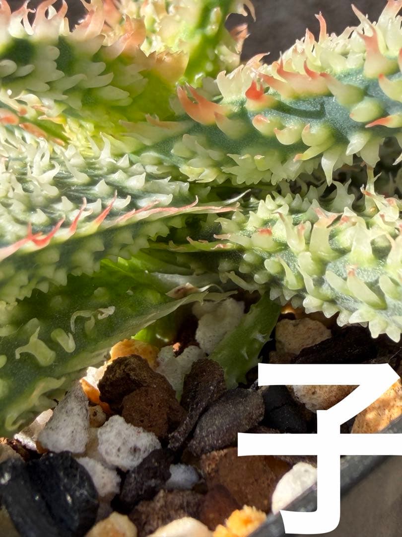 アロエ　ハイブリッド　Aloe hybrid“Lion Claw 子株　第四種