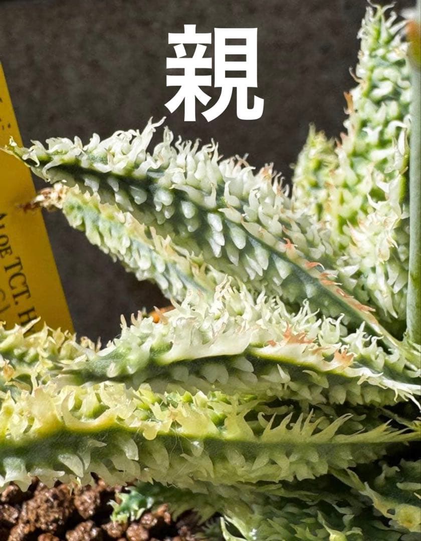 アロエ　ハイブリッド　Aloe hybrid“Lion Claw 子株　第四種