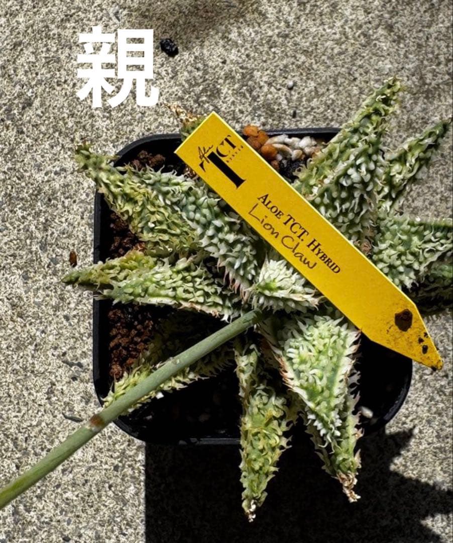アロエ　ハイブリッド　Aloe hybrid“Lion Claw 子株　第四種