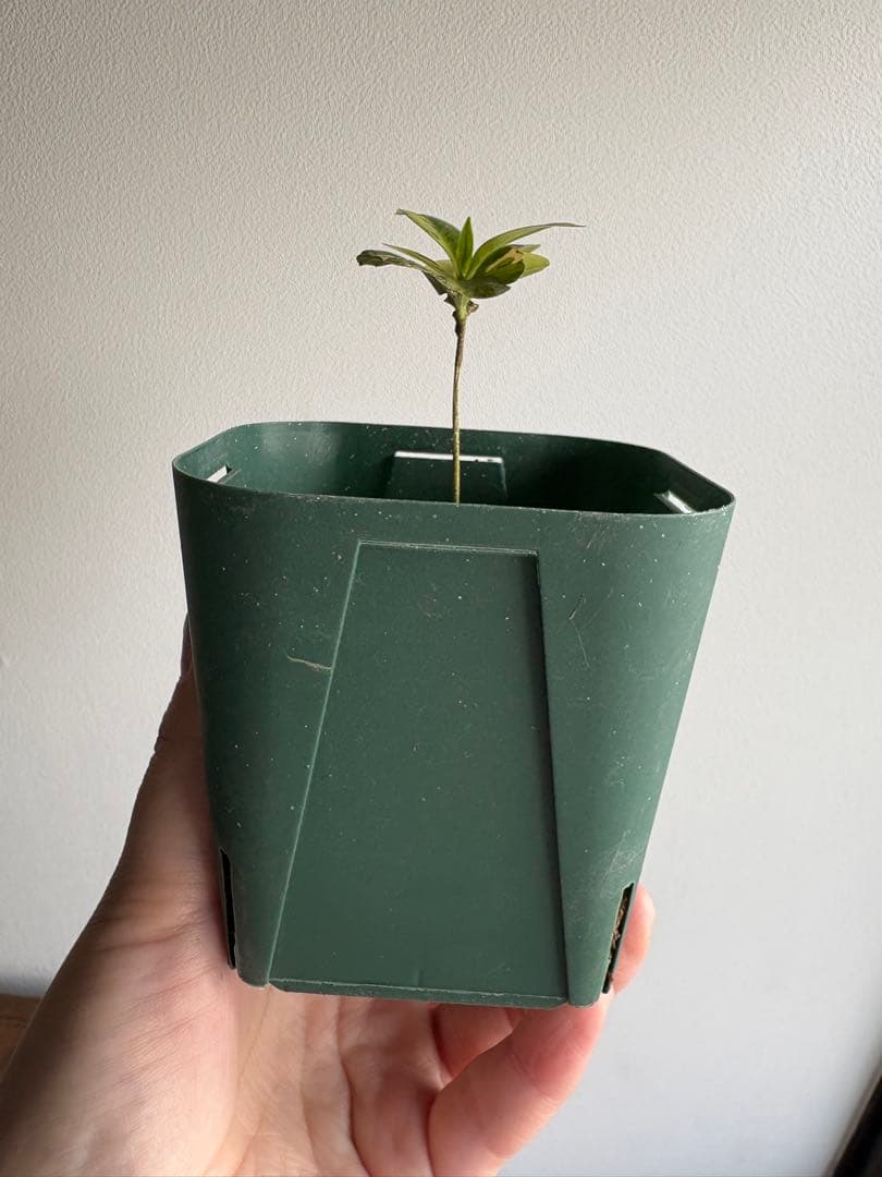 コーヒーの木 斑入り アラビカ バリエガータ 3号