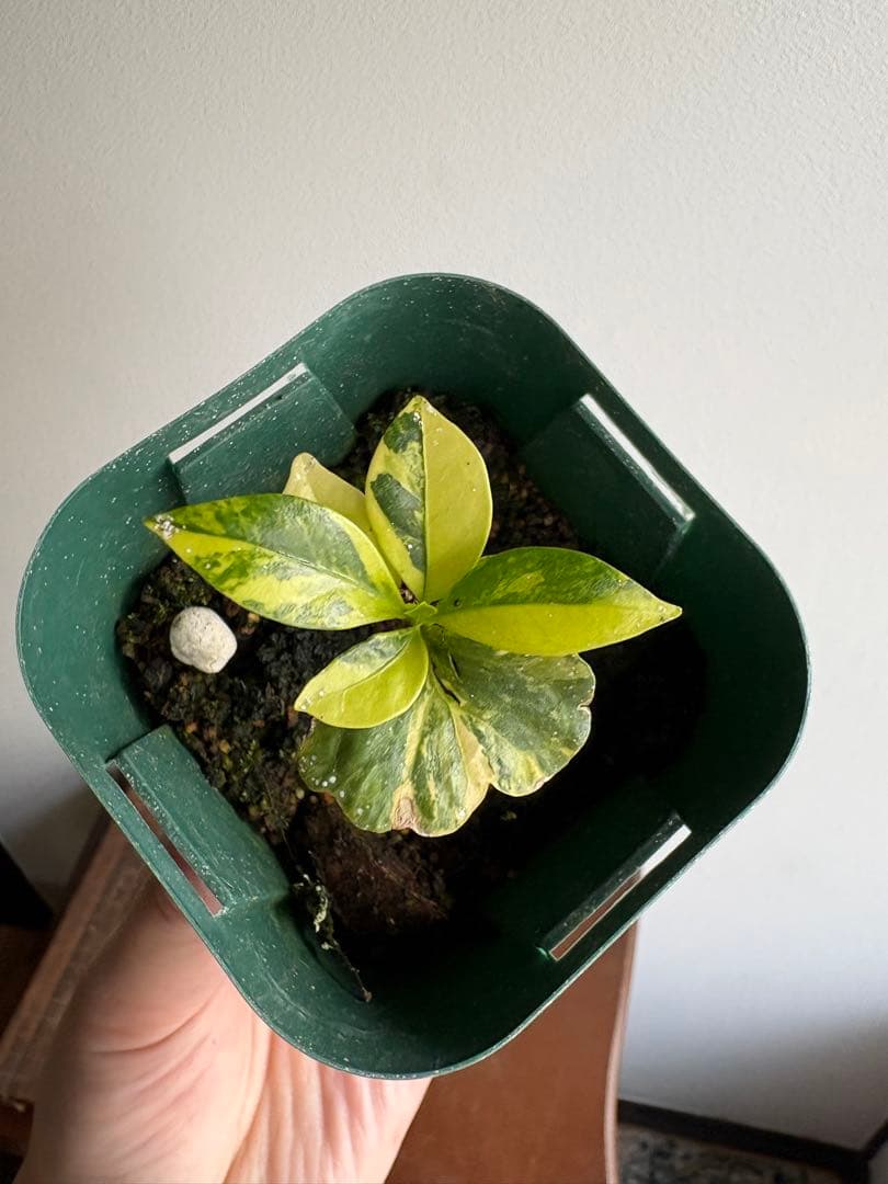 コーヒーの木 斑入り アラビカ バリエガータ 3号